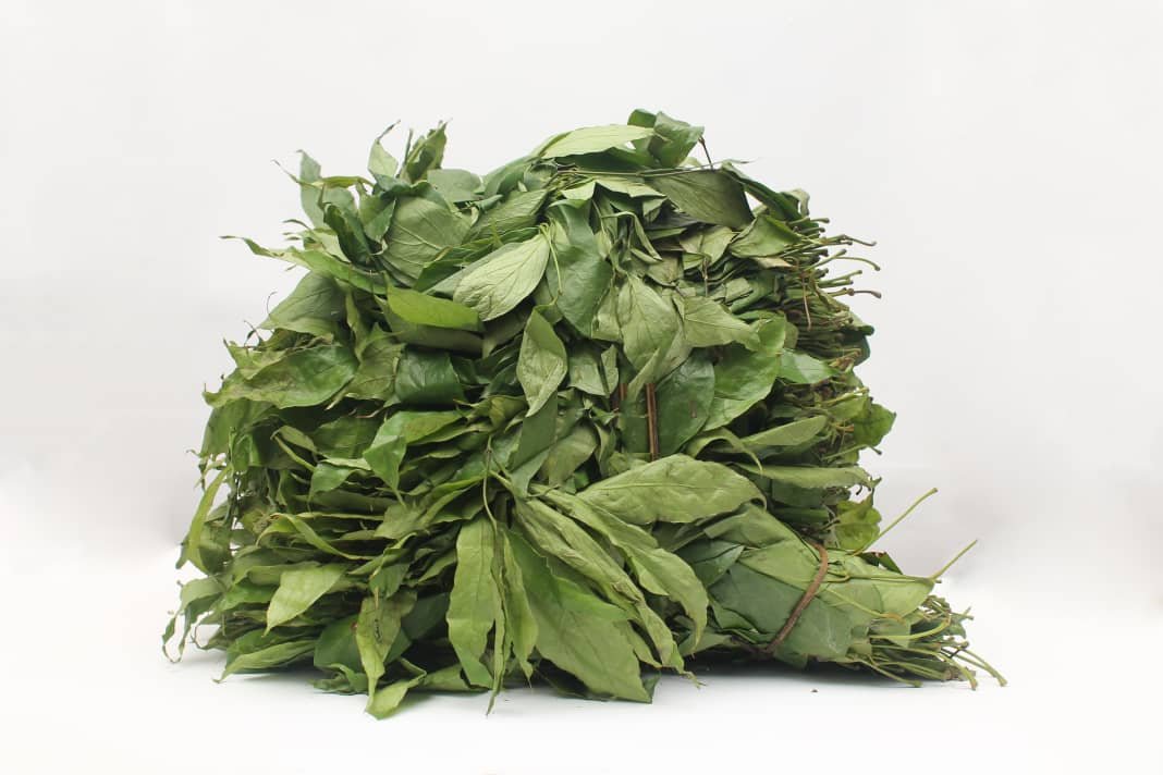 Exploring The Benefits Of Afang Leaf In Cooking