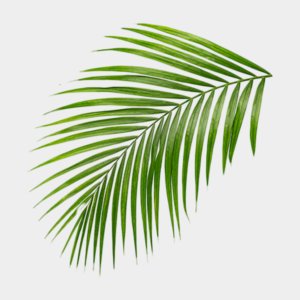 Embracing Nature: Palm Frond Crafts And Decorating Ideas
